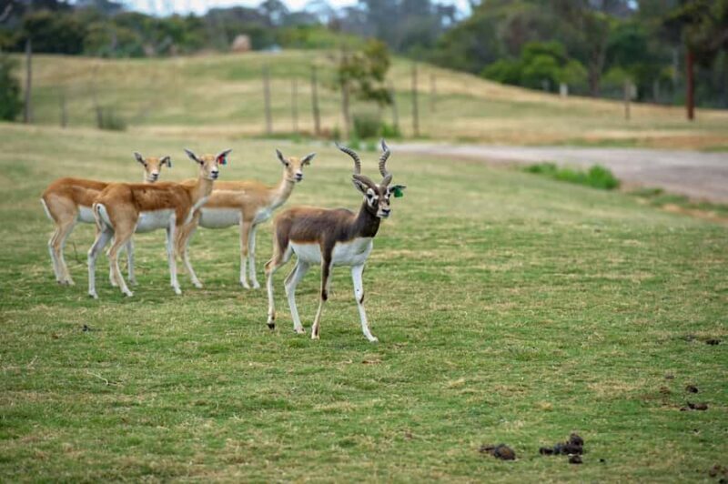 Werribee Open Range Zoo: Entry Ticket - What the Reviews Tell Us