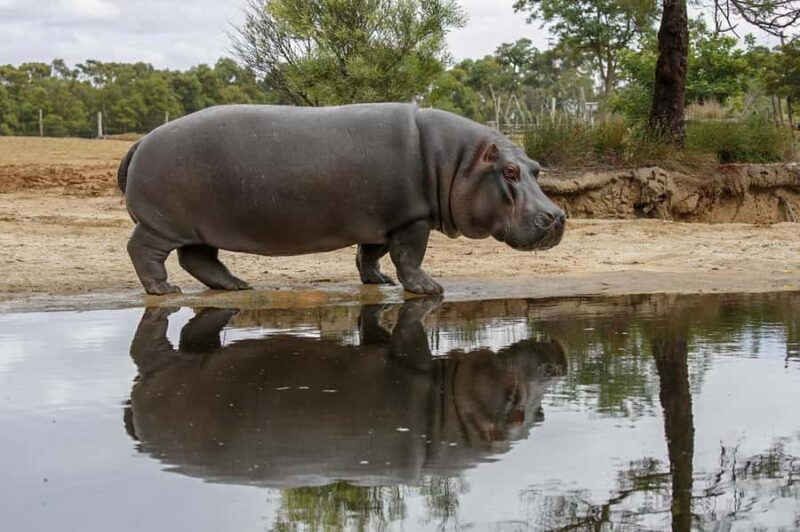 Werribee Open Range Zoo: Entry Ticket - The Sum Up: Is Werribee Open Range Zoo Worth It?