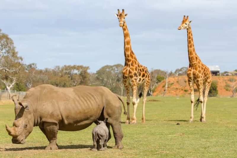 Werribee Open Range Zoo: Entry Ticket - Who Will Love This?