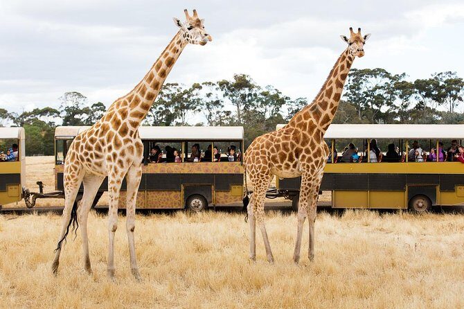Werribee Open Range Zoo General Admission Ticket - An Authentic Safari Experience Just Outside Melbourne