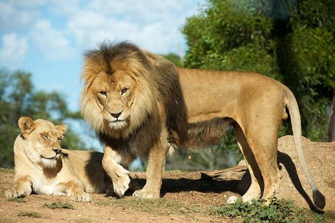 Werribee Open Range Zoo General Admission Ticket - Practical Tips for Your Visit