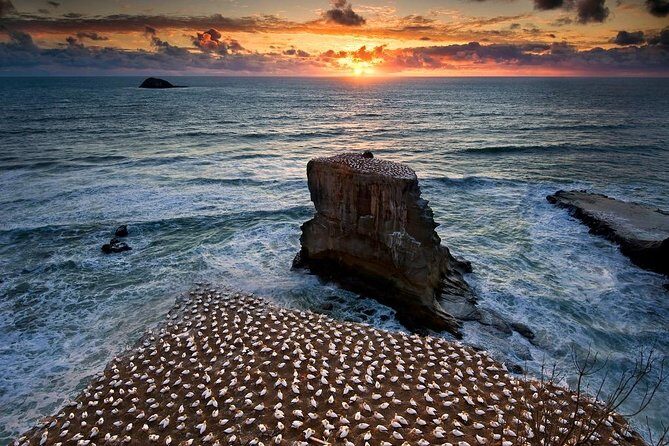 West Coast Discovery - Piha Beach or Muriwai Beach from Auckland - What the Tour Includes and How it Unfolds