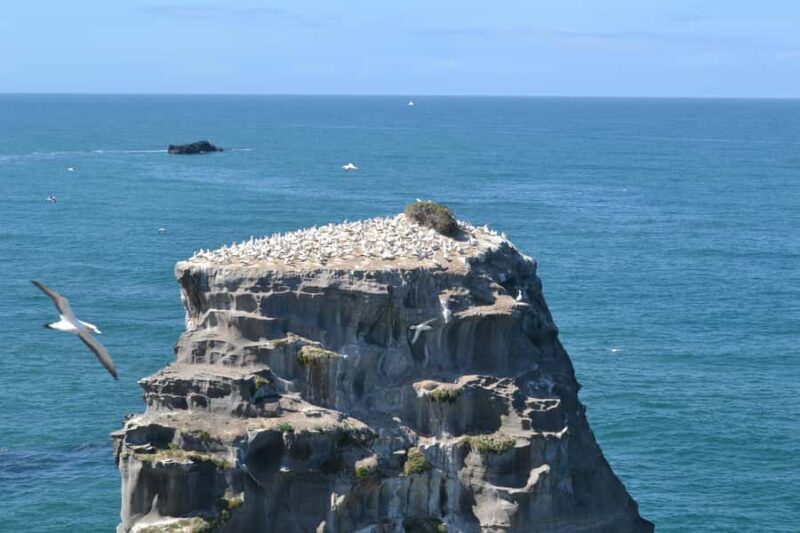West Coast Discovery Piha Beach Private Tour - What Travelers Say
