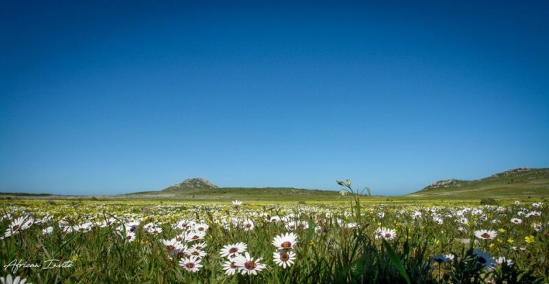 West Coast National Park: Private Day Tour. - Why This Tour Is Worth Considering