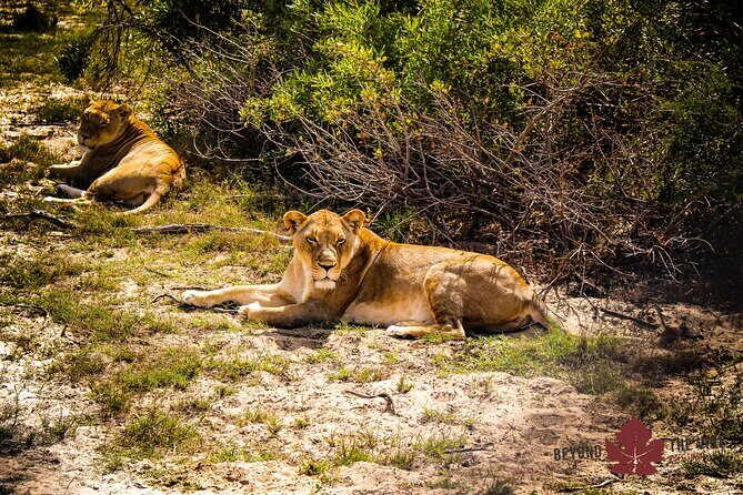 West Coast Safari and Khoi San village COMBO - PRIVATE TOUR - Final Thoughts: Is This the Tour for You?