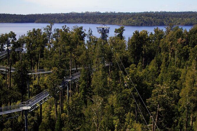 West Coast Tower Zipline & Treetop Walk Combo - An In-Depth Look at the Tour Experience
