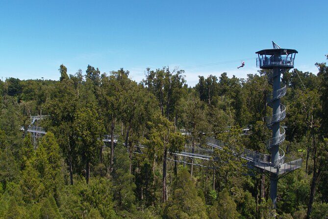 West Coast Tower Zipline & Treetop Walk Combo - The Reviews: Authentic Voices