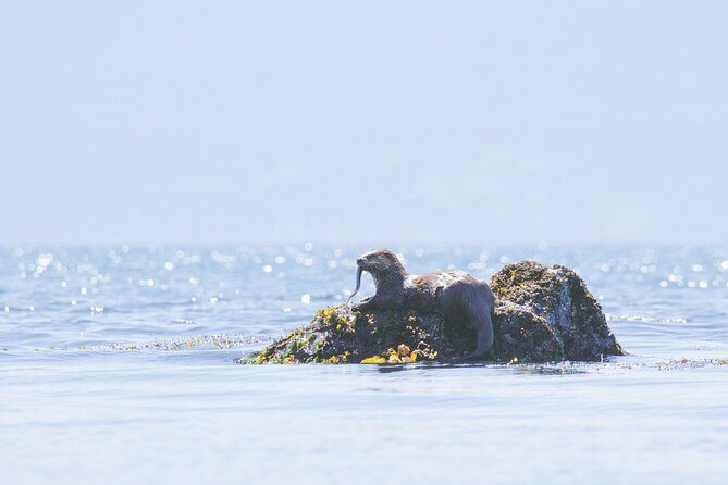 West Coast Wildlife Rainforest Waterfall and Beaches - An In-Depth Look at the Tour Experience