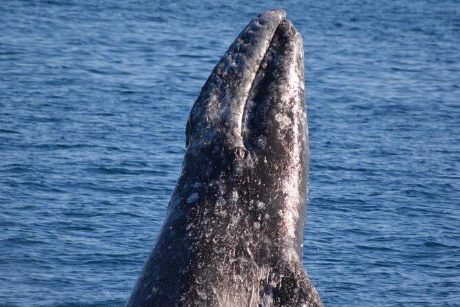 West Harbor LA Whale and Dolphin Watching Cruise - A Closer Look at the Experience