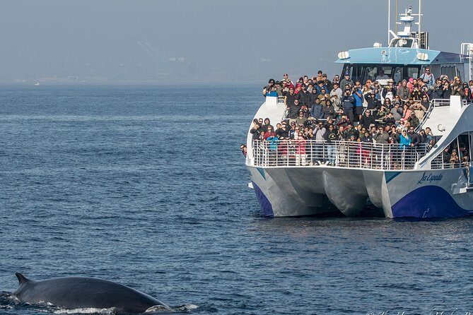 West Harbor LA Whale and Dolphin Watching Cruise - The Value and Cost Analysis