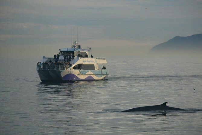 West Harbor LA Whale and Dolphin Watching Cruise - Final Thoughts
