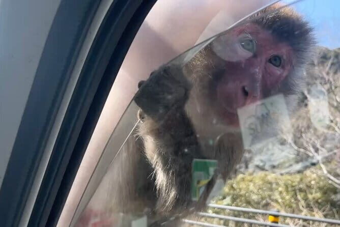 West IZU Uncovered Tour Cave Cruise and Monkey Encounter - A Deep Dive into the Izu Adventure