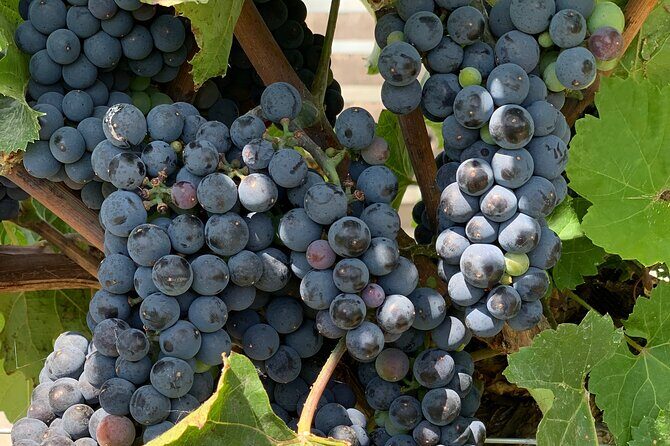 West Kelowna Full Day Wine Tour - Practical Tips for Booking and Participation