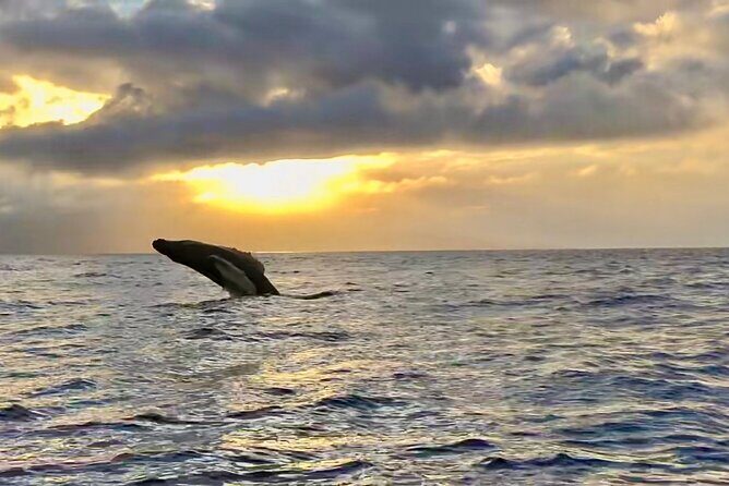 West Maui Sunset Whale Watch - Final Thoughts: Who Will Enjoy This Tour Most?