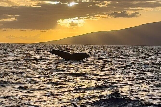West Maui Sunset Whale Watch - Final Word