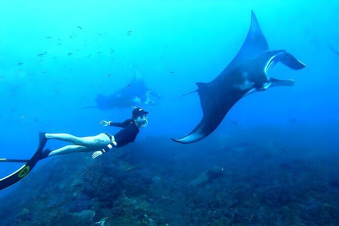 West Nusa Penida Island Snorkeling Tour - From Bali Island - Introduction