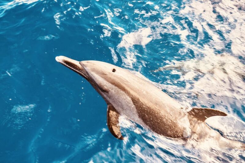 West O'ahu: Dolphin Watching and Snorkeling Catamaran Cruise - Key Points