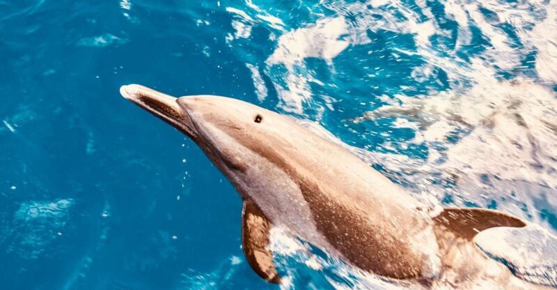 West O'ahu: Dolphin Watching and Snorkeling Catamaran Cruise - What to Expect from the Tour