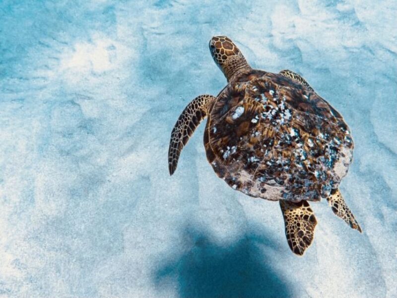 West O'ahu: Dolphin Watching and Snorkeling Catamaran Cruise - Who Should Consider This Tour?