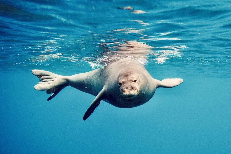 West O'ahu: Dolphin Watching and Snorkeling Catamaran Cruise - Final Thoughts