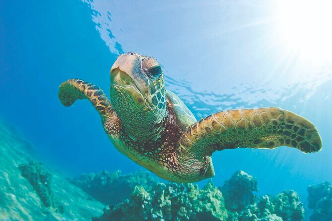 West Oahu Green Sea Turtle and Dolphin Snorkel Sail with Lunch - Introduction