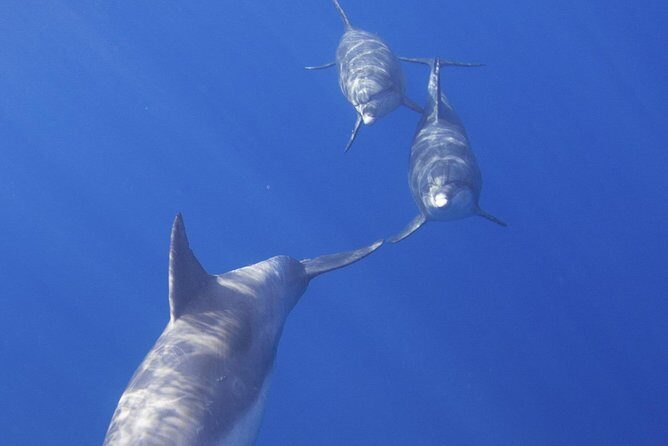 West Oahu Green Sea Turtle and Dolphin Snorkel Sail with Lunch - Key Points