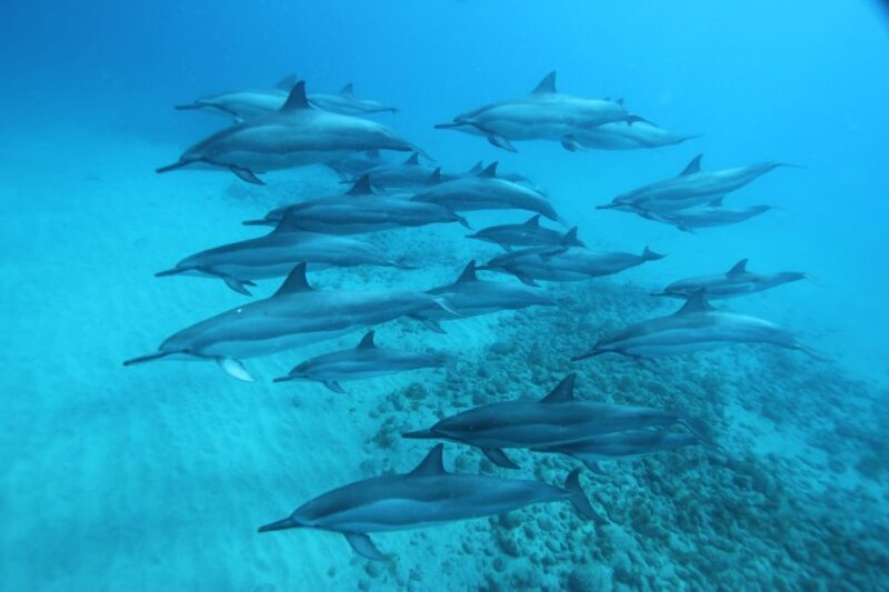 West O'ahu: Swim with Dolphins Catamaran Cruise - Who Will Love This Tour?