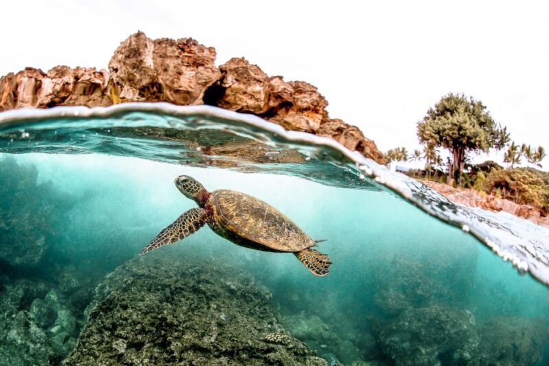 West Oahu: Turtles, Dolphins, and Snorkeling Tour with Lunch - Key Points