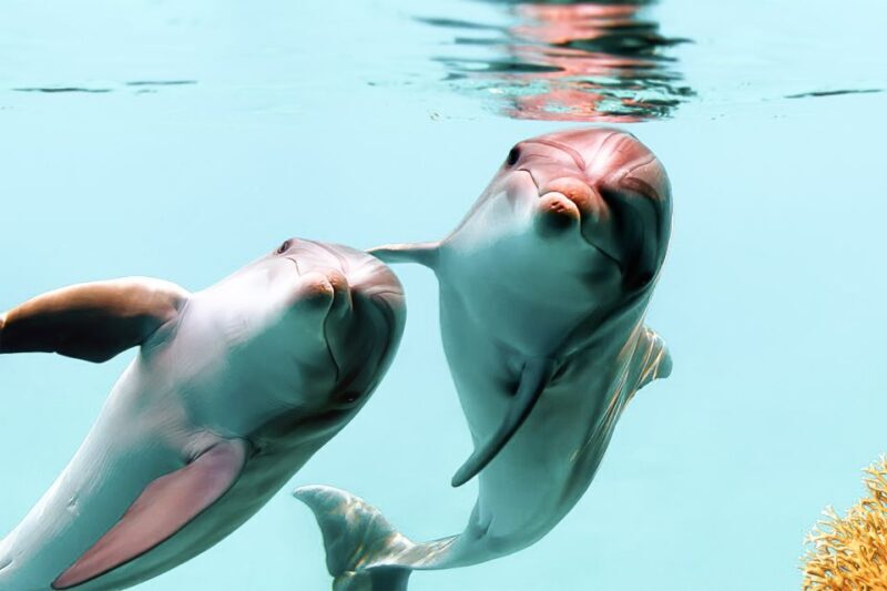 West Oahu: Turtles, Dolphins, and Snorkeling Tour with Lunch - An In-Depth Look at the Tour Experience