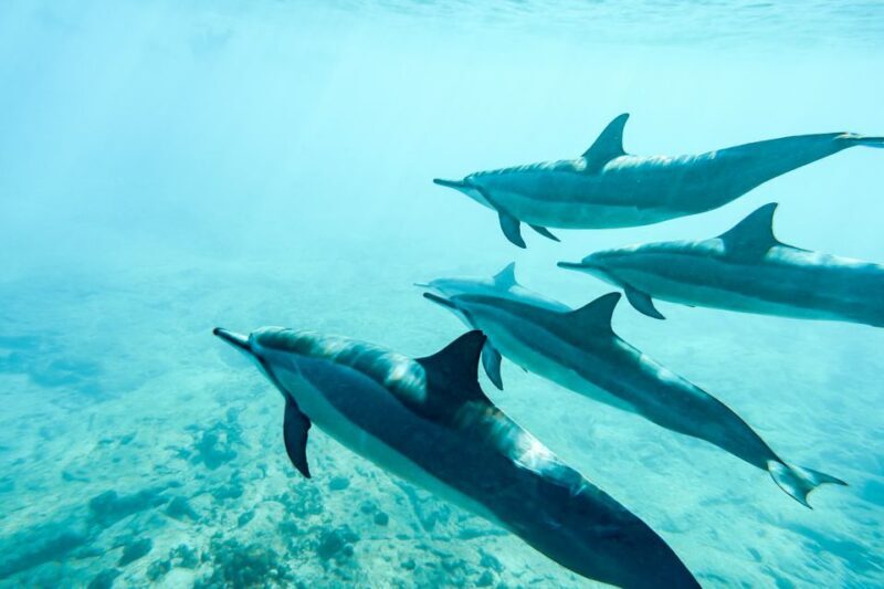 West Oahu: Turtles, Dolphins, and Snorkeling Tour with Lunch - Practical Tips for Participants