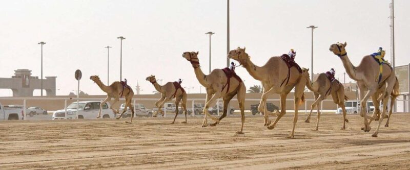 West of Qatar Richard Serra, Mushroom Hills, CamelRace track - The Itinerary in Detail
