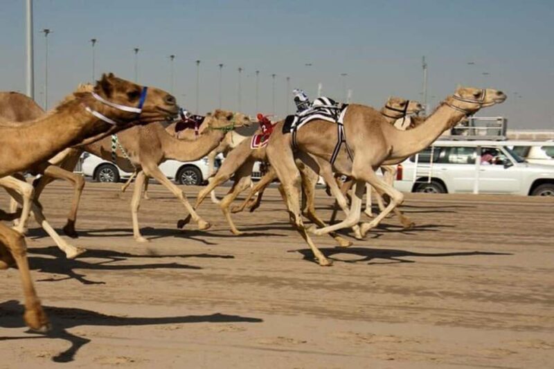 West of Qatar Richard Serra, Mushroom Hills, CamelRace track - Final Thoughts