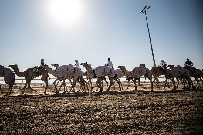 West Of Qatar Richard Serra sculpture, Mushroom Hills,Camel track - FAQ