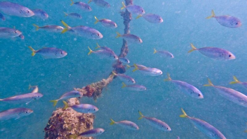West Palm Beach: Beginner Scuba Diving Adventure with Videos - The Location: Why Phil Foster Beach Park?