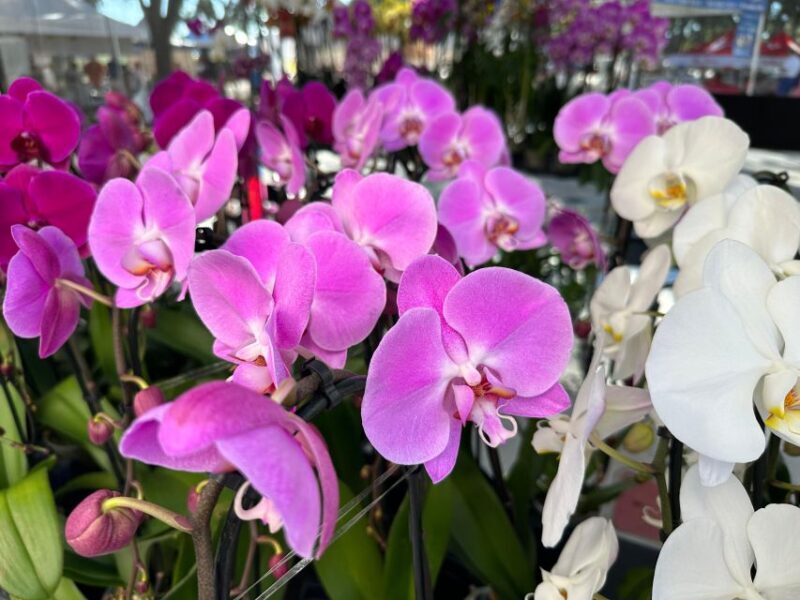 West Palm Beach: Mornings in the Market Food Tour - The Sum Up