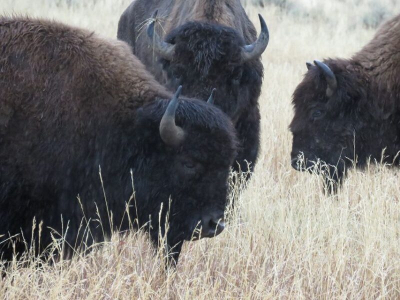 West Yellowstone: Yellowstone Day Tour Including Entry Fee - The Bottom Line: Who Is This Tour For?