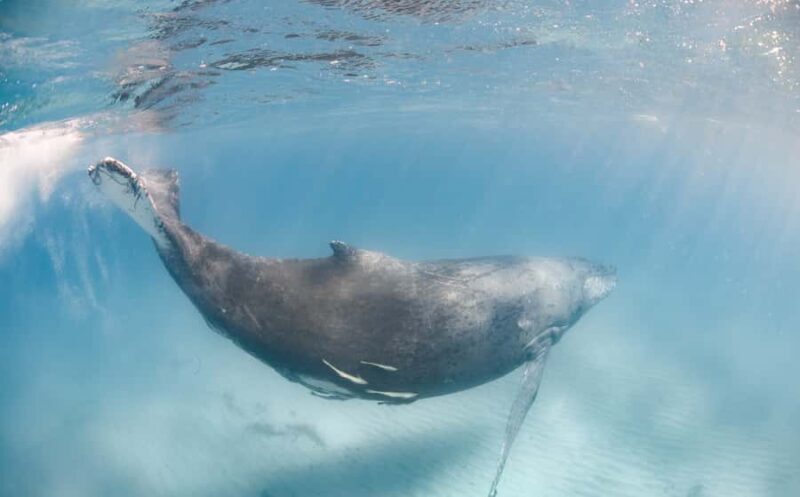 Western Australia: Swim with Humpback Whales - A Day on the Water: What to Expect