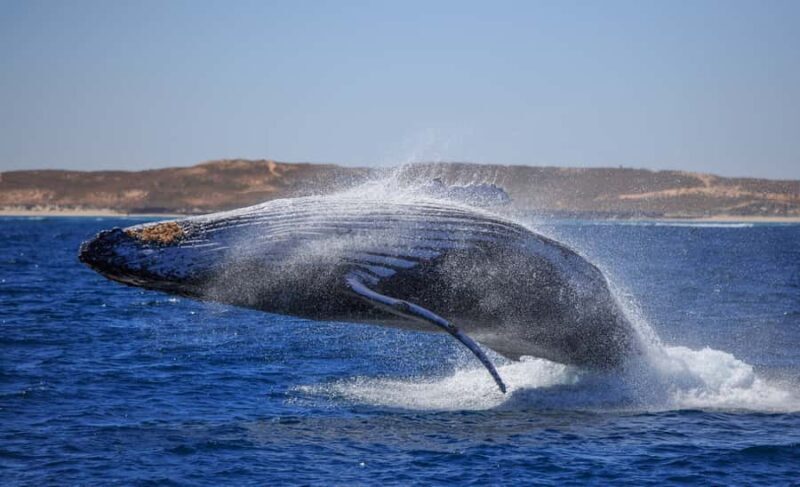 Western Australia: Swim with Humpback Whales - Snorkeling & Marine Life Encounters