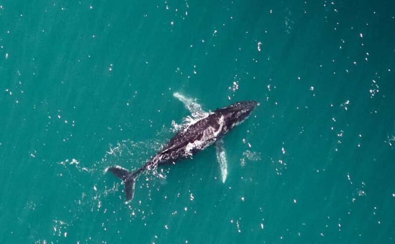 Western Australia: Swim with Humpback Whales - Practical Details & Considerations