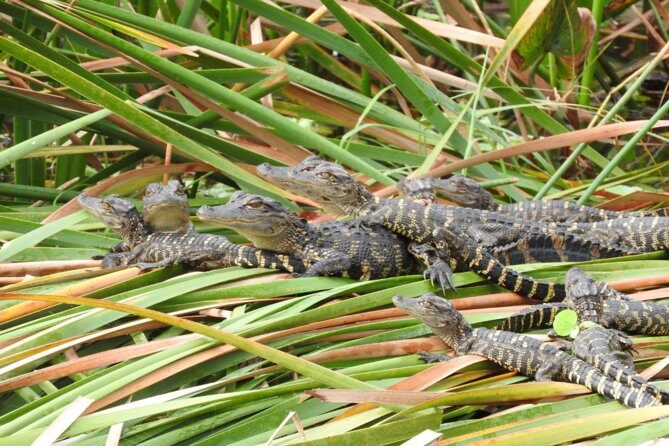 Western Everglades Adventure Tour - Introduction