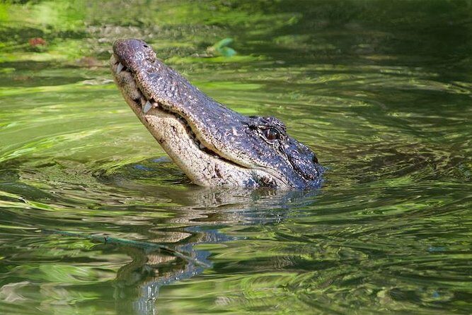 Western Everglades Adventure Tour - FAQs