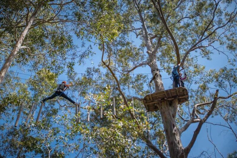 Western Sydney: Tree Ropes Courses - Safety and Guides: Confidence in Every Step