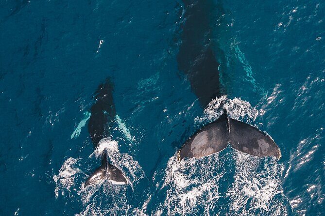 Whale and Dive Combo Tour in Los Cabos - Introduction: An Adventure That Offers the Best of Both Worlds
