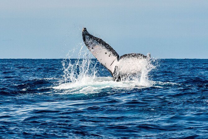 Whale and Dive Combo Tour in Los Cabos - The Value of Small Groups and Expert Guidance