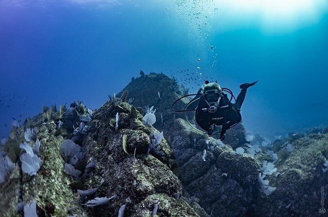 Whale and Dive Combo Tour in Los Cabos - Who Should Consider This Tour?