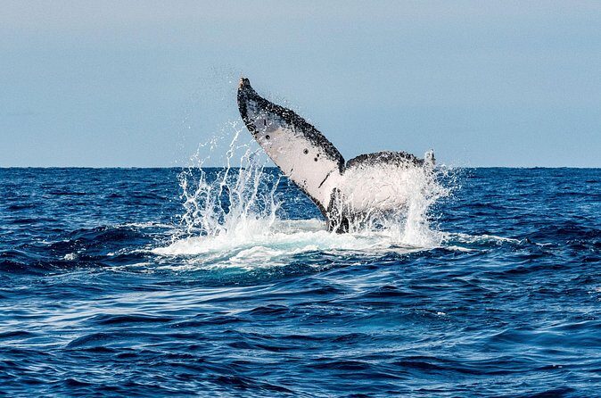 Whale and Dive Combo Tour in Los Cabos - FAQ