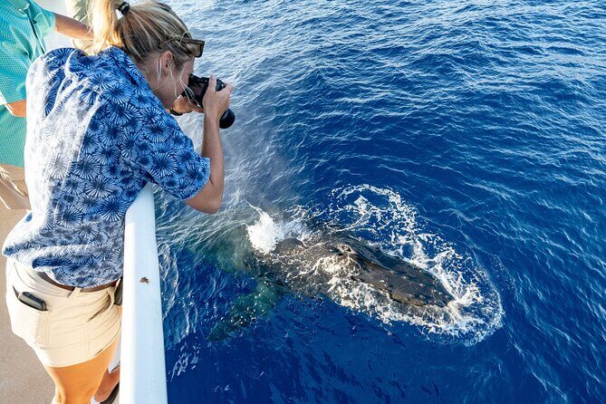 Whale and Dolphin Watch Boat Cruise in Oahu - Key Points