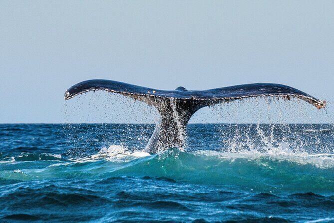 Whale and Dolphin Watch Boat Cruise in Oahu - What Makes This Whale Watching Tour Special