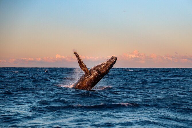 Whale and Dolphin Watch Boat Cruise in Oahu - In The Sum Up: Who Should Consider This Tour?