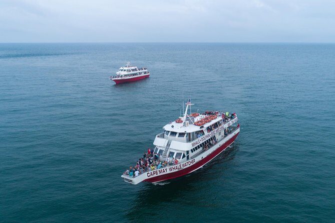 Whale and Dolphin Watching Cruise from Cape May - Key Points